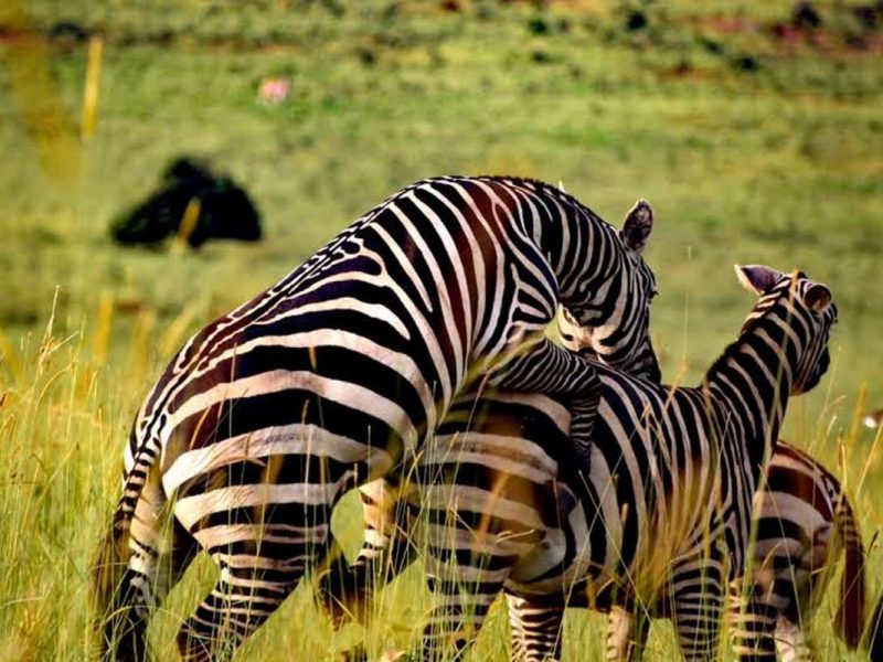 12 Days Uganda Safari Trip