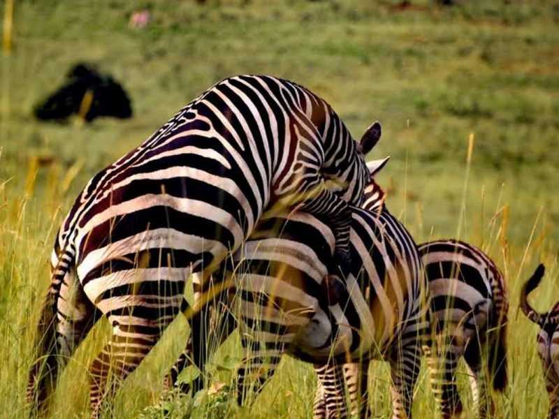 Uganda Wildlife Safaris