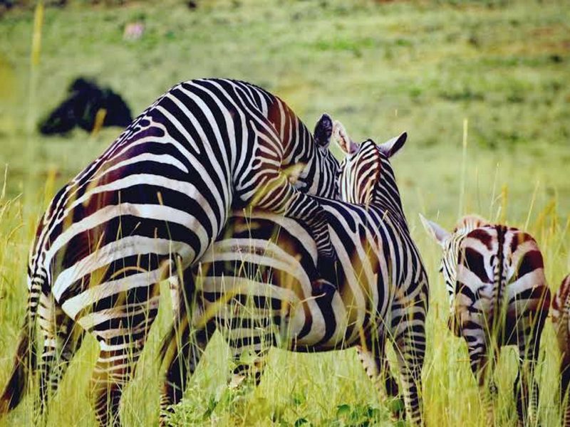 Ultimate Wildlife Safaris to Uganda