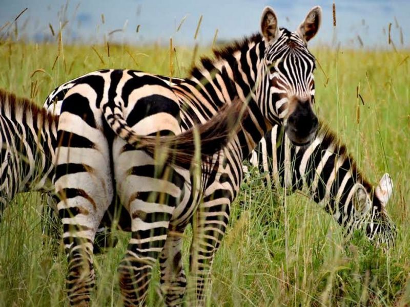 Uganda Wildlife Safaris