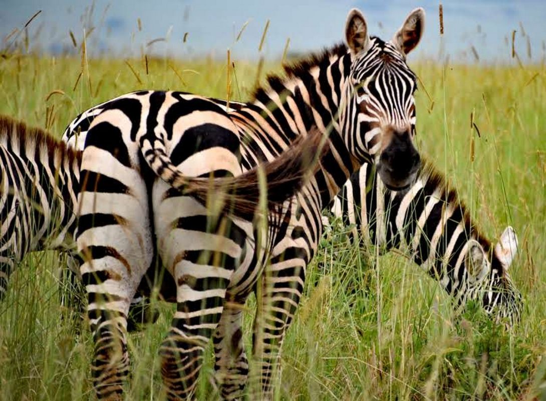 Lake Mburo National Park