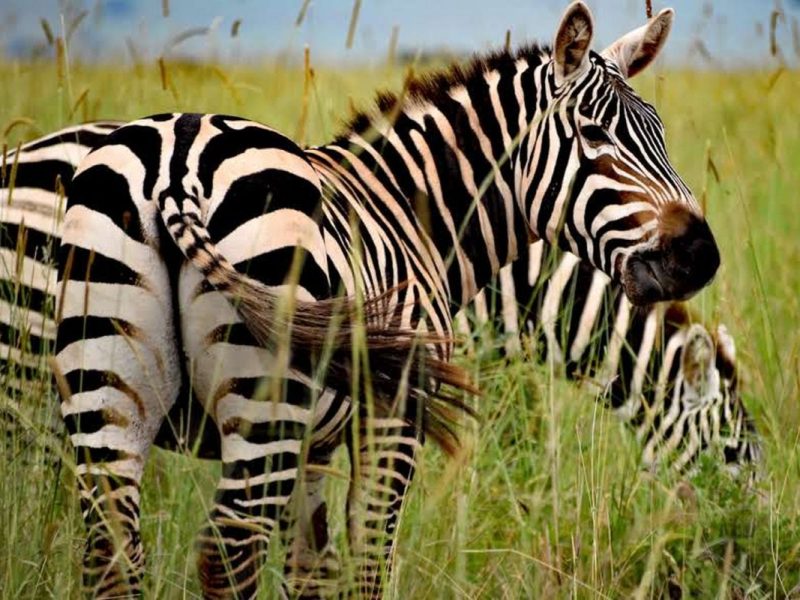 Short Rwanda Wildlife Safaris