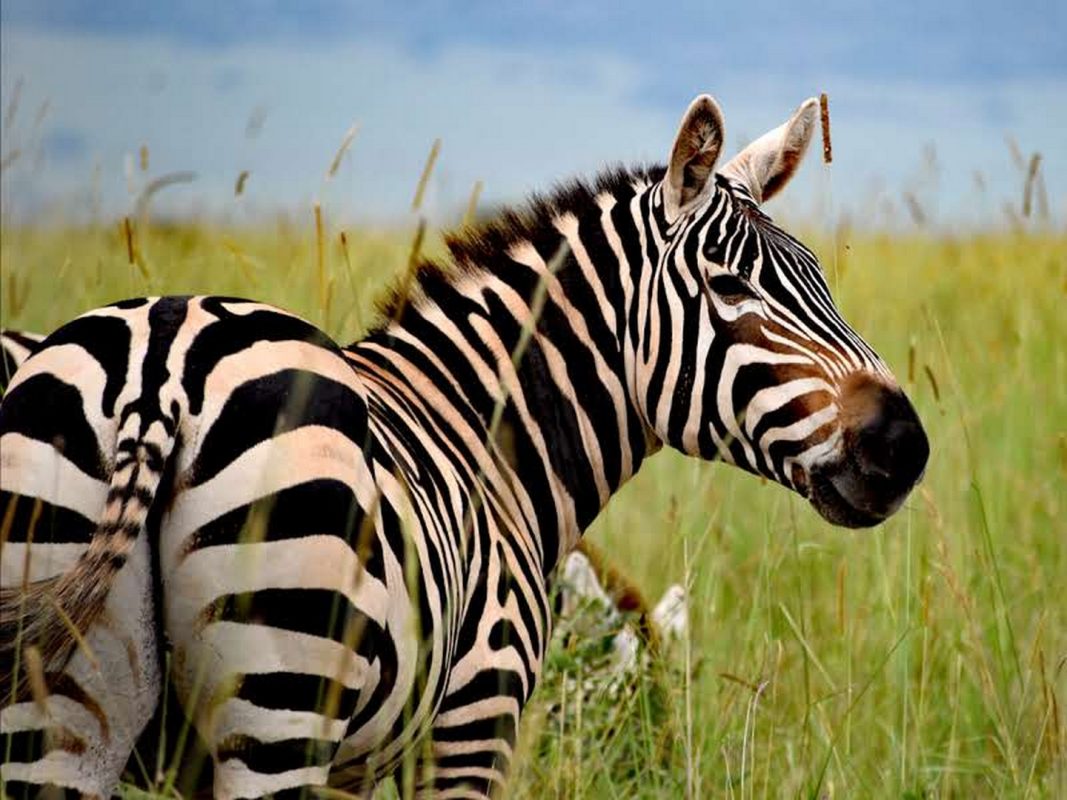 Lake Mburo National Park