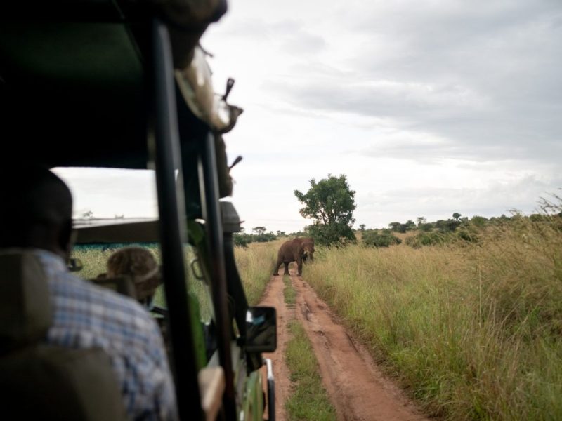 Ultimate Uganda Safari
