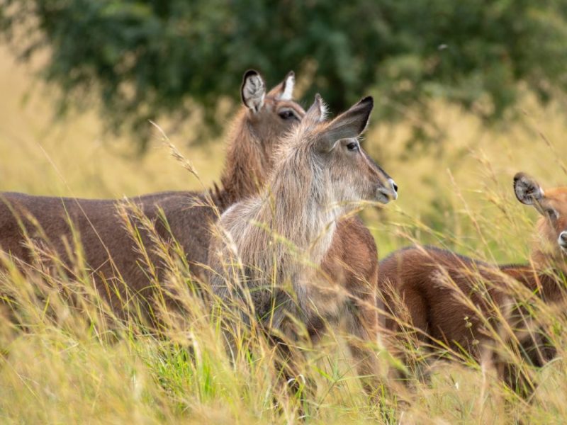 Lake Mburo National Park