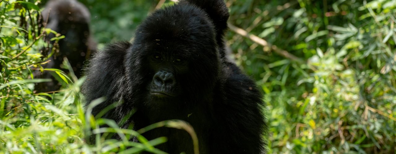 Rwanda Gorilla Trekking Tour