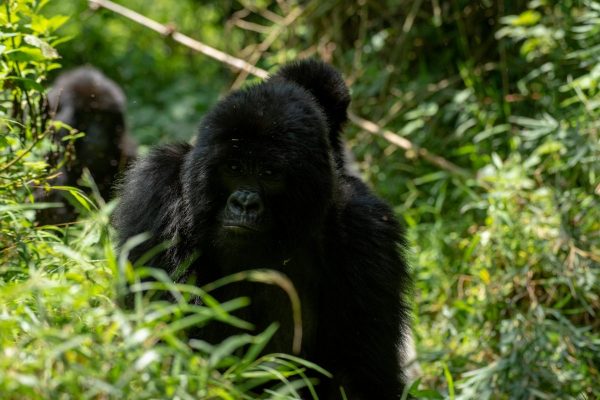 Short Rwanda Safaris