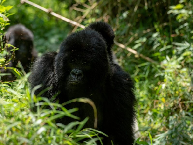 Short Rwanda Safaris