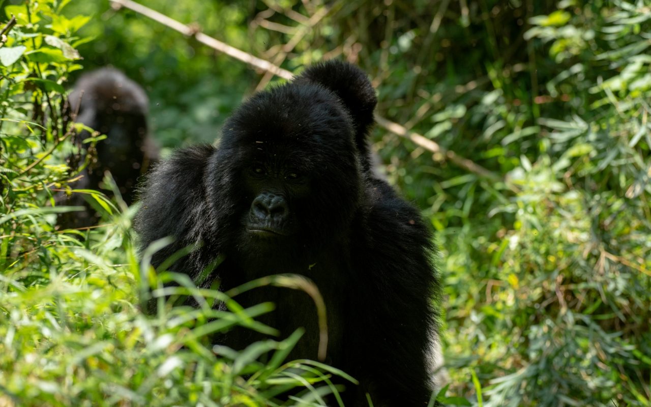 Short Rwanda Safaris