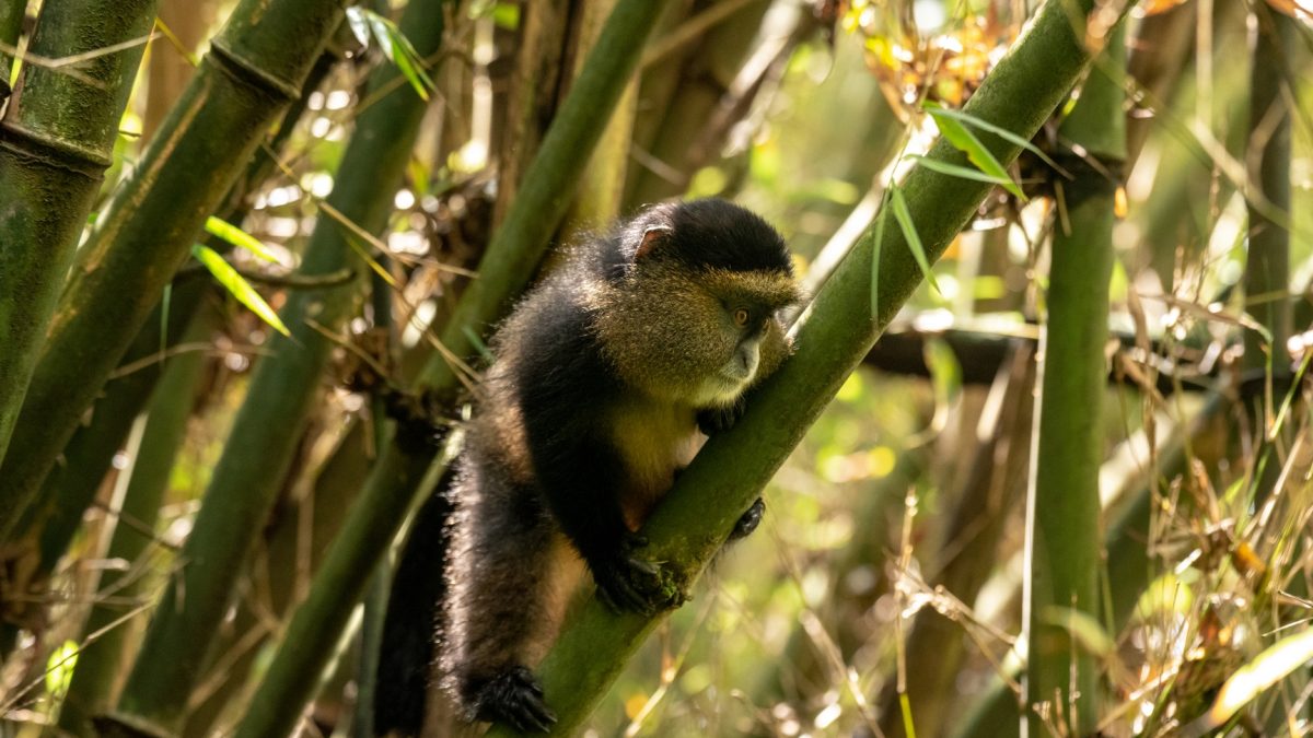Golden Monkey Tracking in Mgahinga