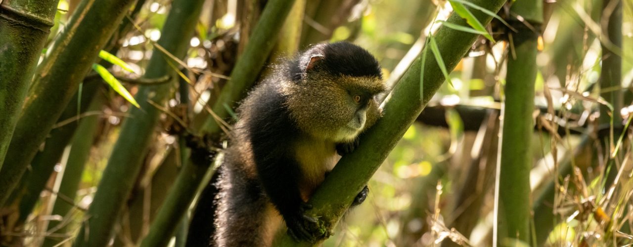 Golden Monkey Tracking in Mgahinga
