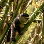 Golden Monkey Tracking in Mgahinga