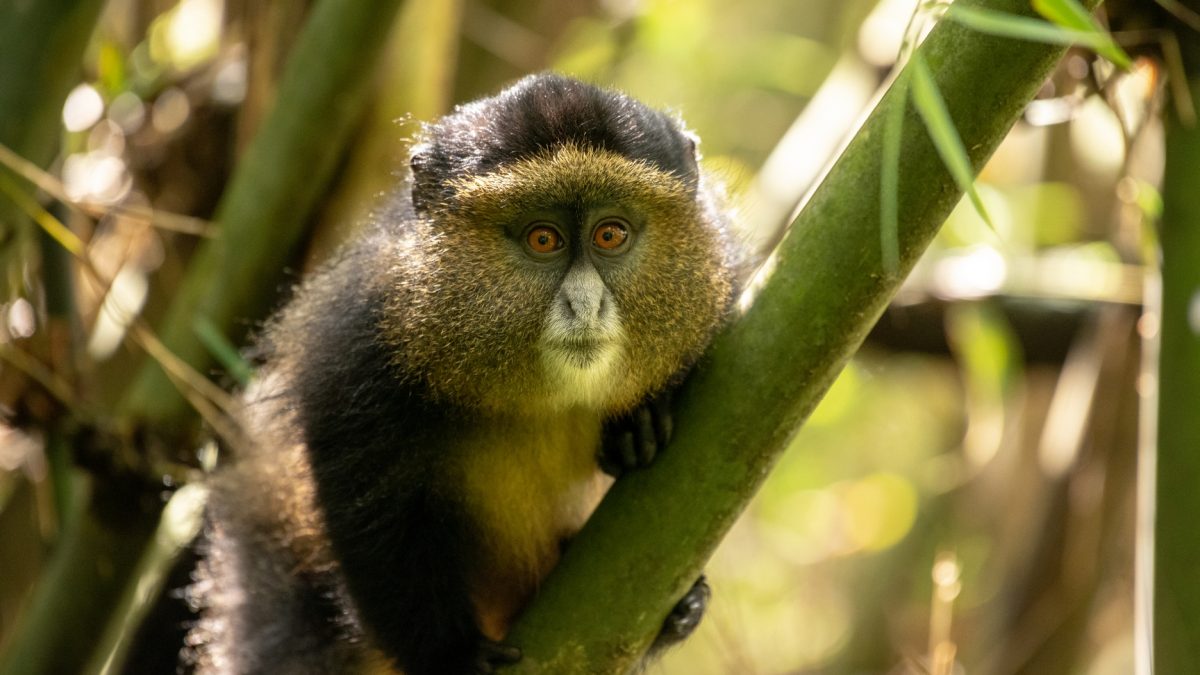 Golden Monkey Tracking Uganda