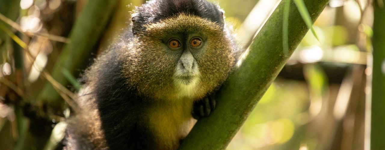 Golden Monkey Tracking Uganda