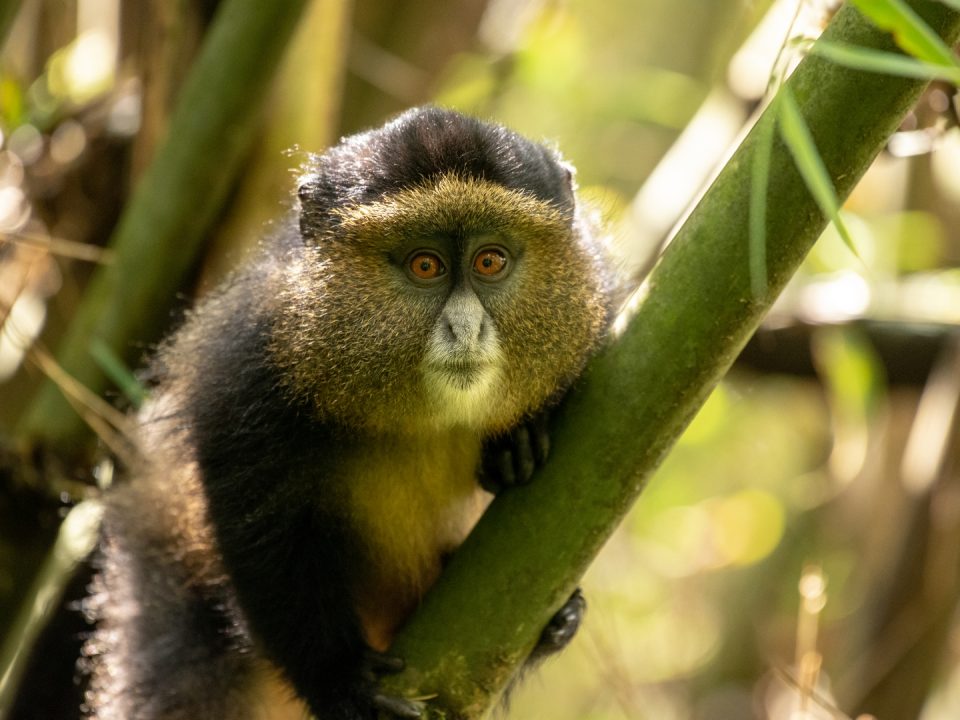 Golden Monkey Tracking Uganda