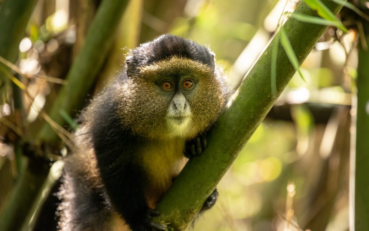 Uganda Travel Bucket List