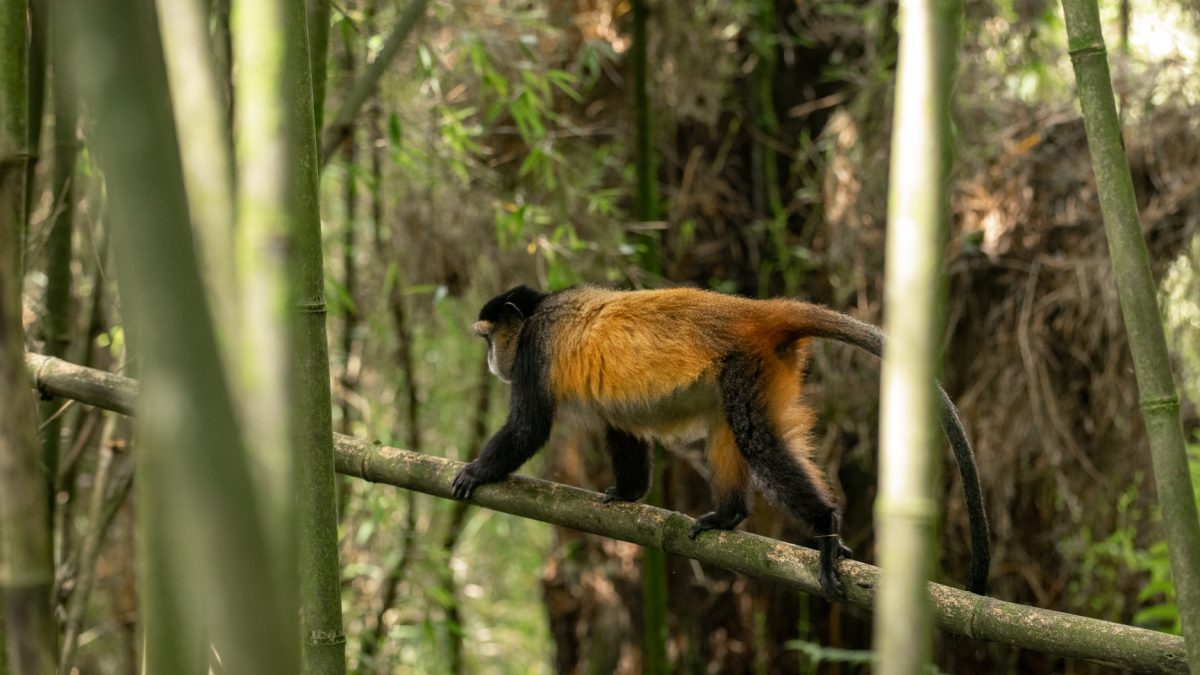 14 Days Across Africa Safari