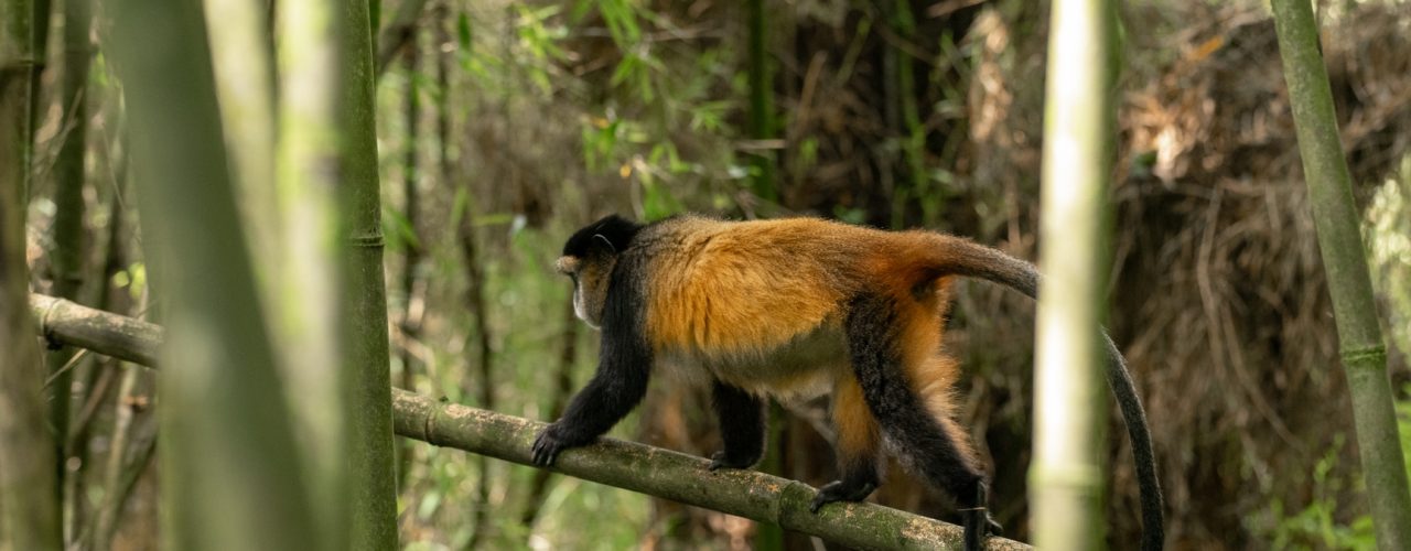 14 Days Across Africa Safari