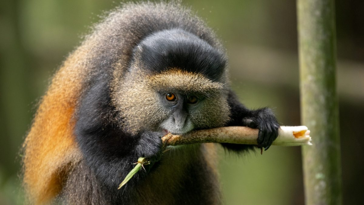 Primate safaris