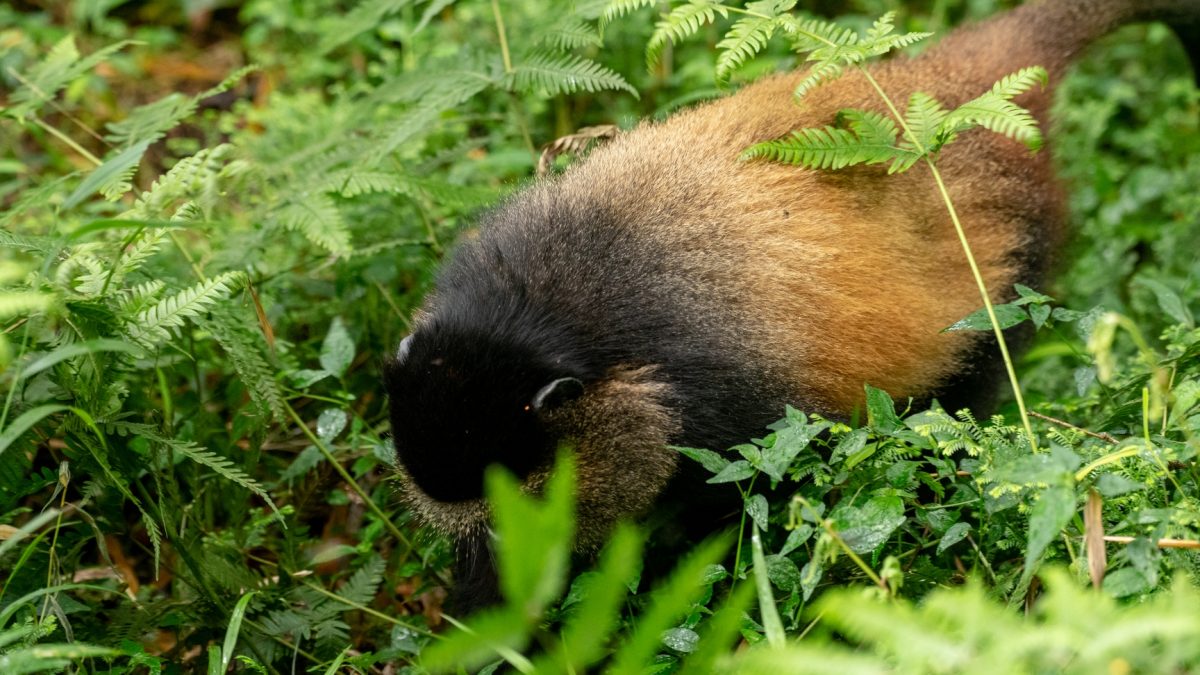Rwanda Safari Activities