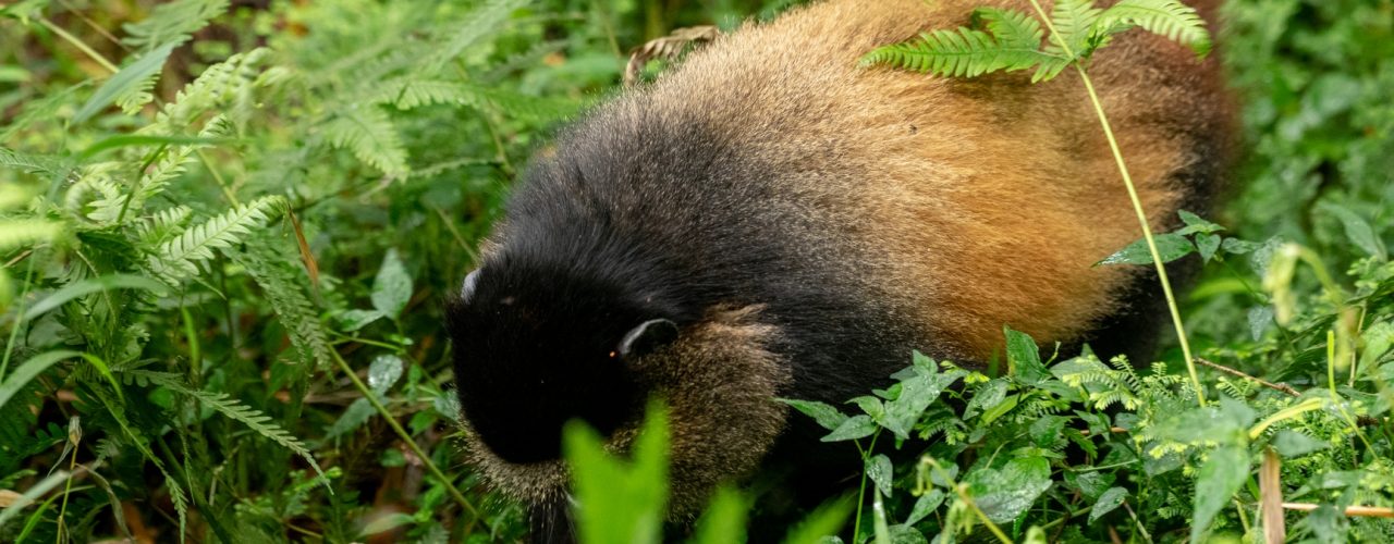 Rwanda Safari Activities