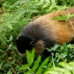Rwanda Safari Activities