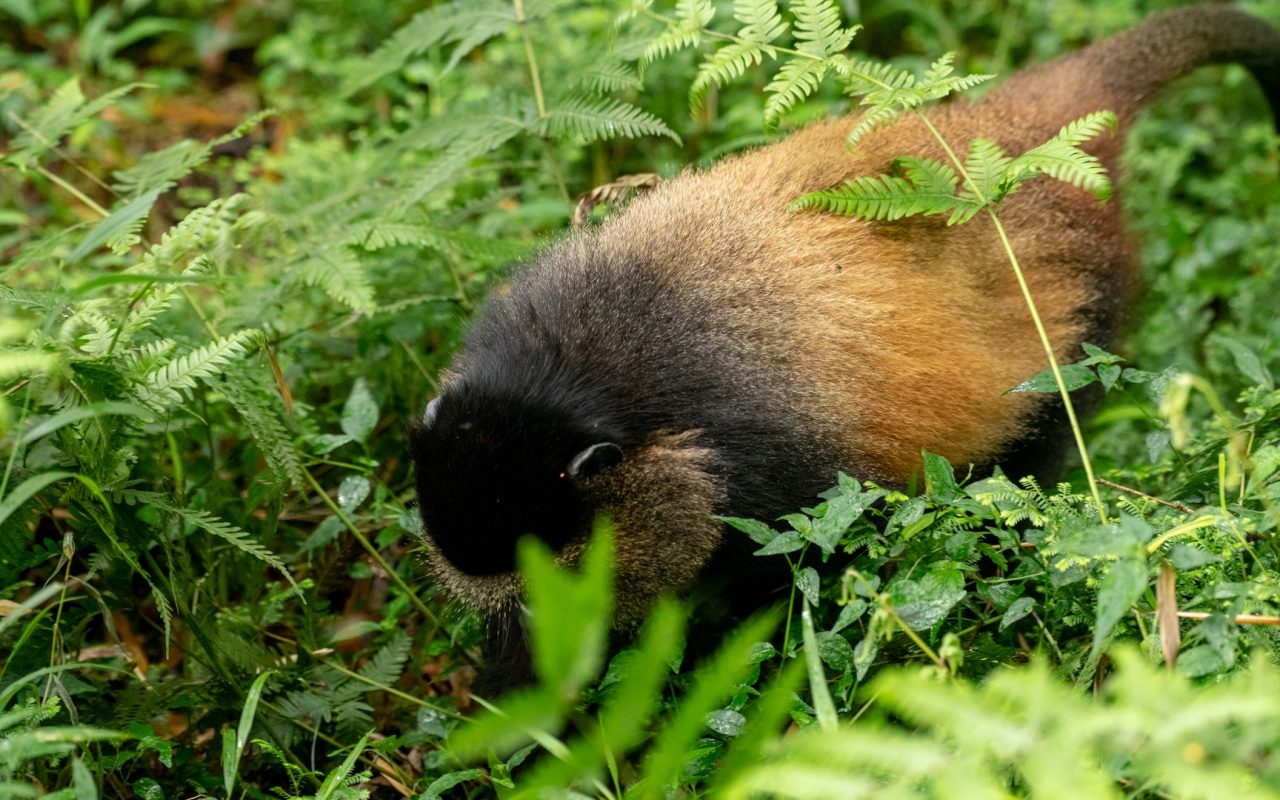 14-Day Tanzania Rwanda Safari