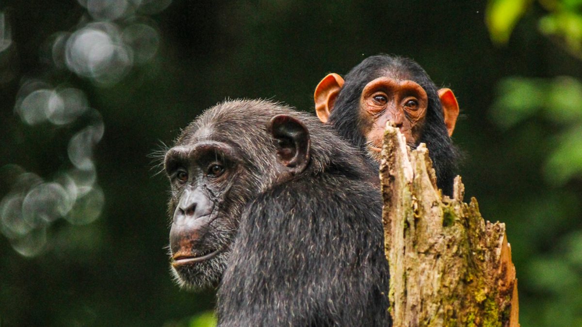 Uganda Fly-in Gorilla Trek & Chimps Tracking 5-Day Tour