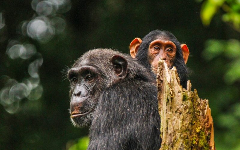 Uganda Fly-in Gorilla Trek & Chimps Tracking 5-Day Tour