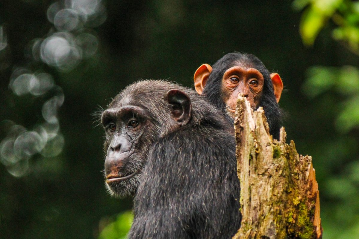 Nyungwe Forest National Park