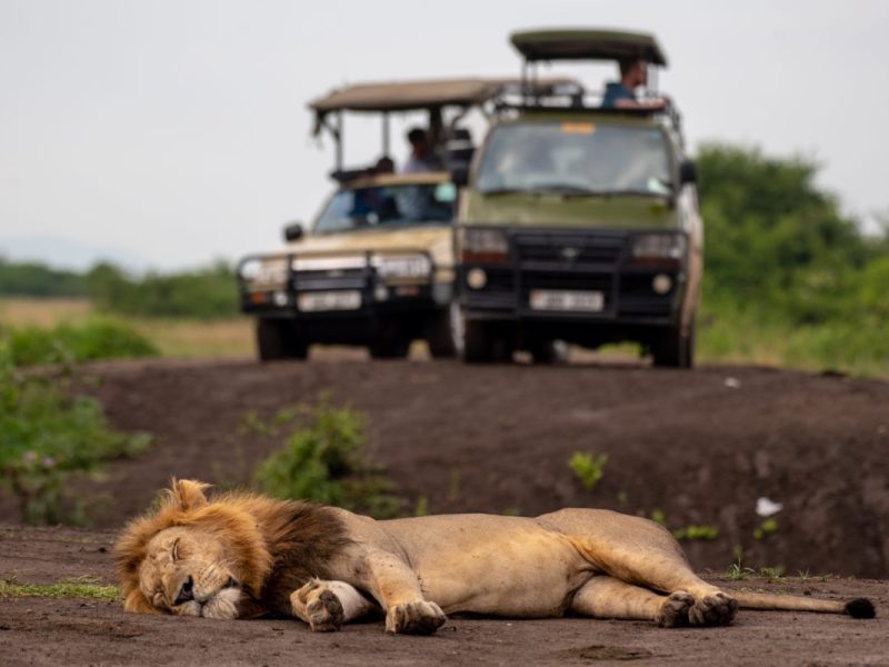 Uganda Wildlife Safari