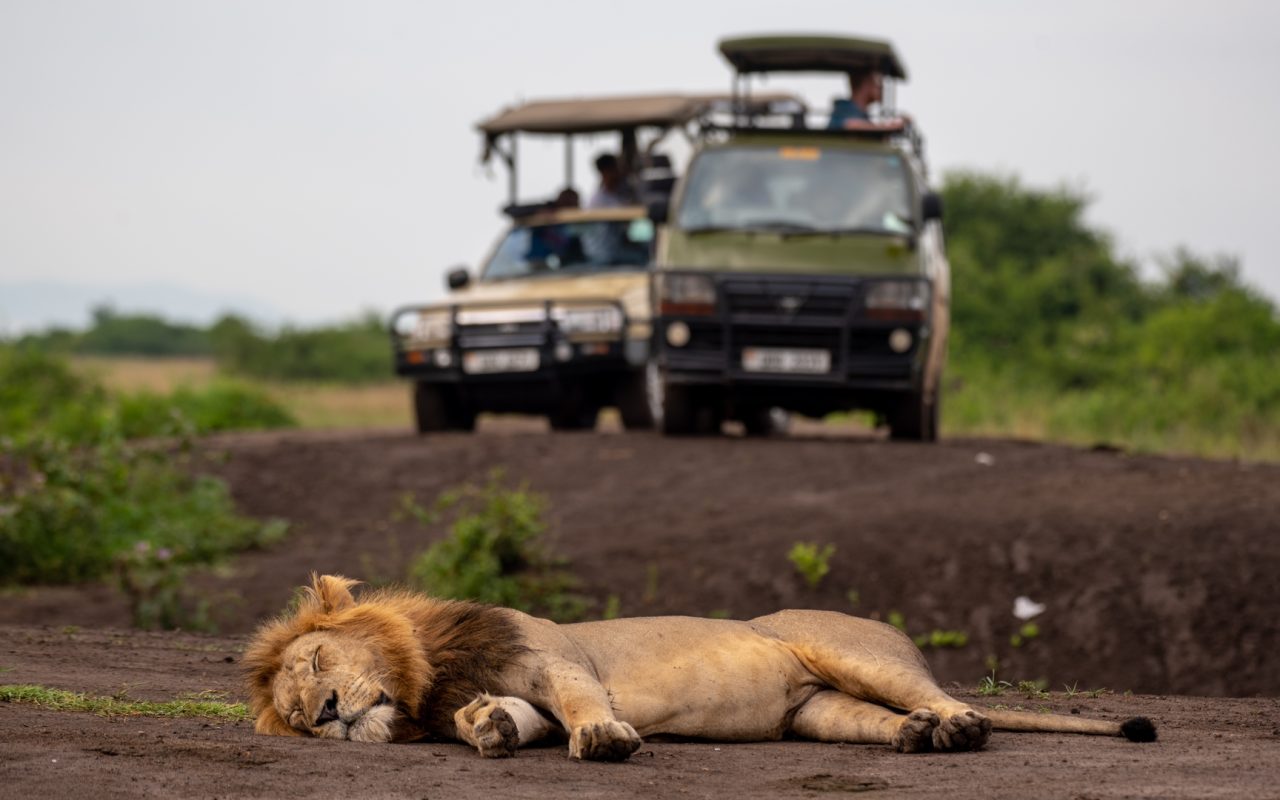 Uganda Wildlife Safari