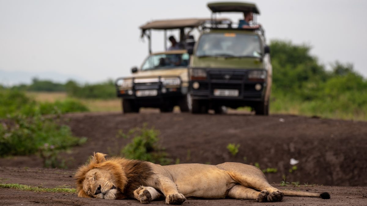 Long Uganda Safaris
