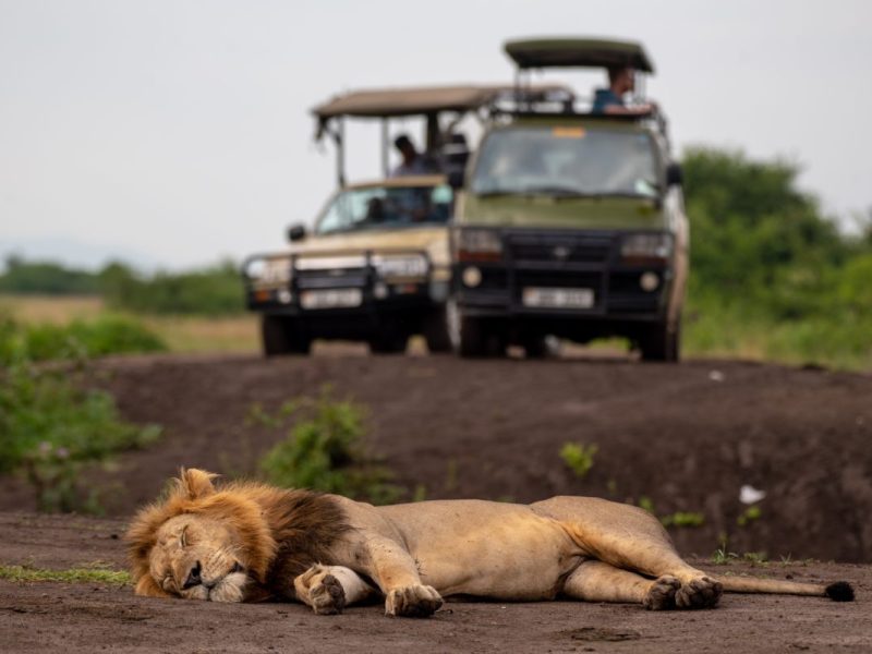 Long Uganda Safaris