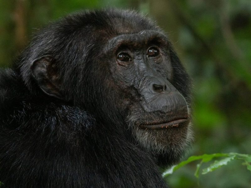 Short Rwanda Chimpanzee Safaris