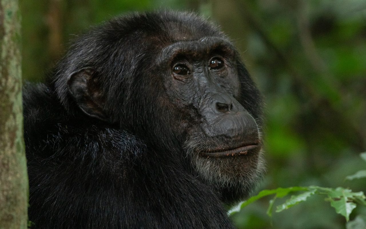 Short Rwanda Chimpanzee Safaris