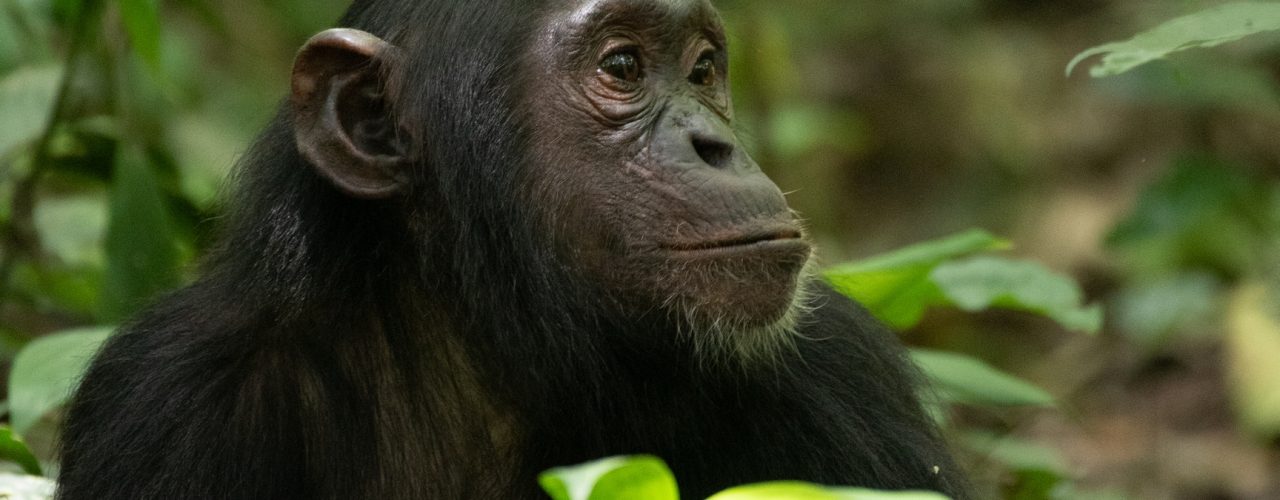 5 Days Uganda Chimpanzees Tracking Safari