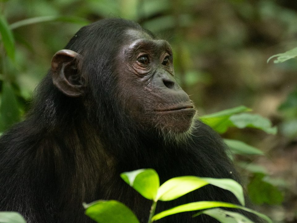 5 Days Uganda Chimpanzees Tracking Safari