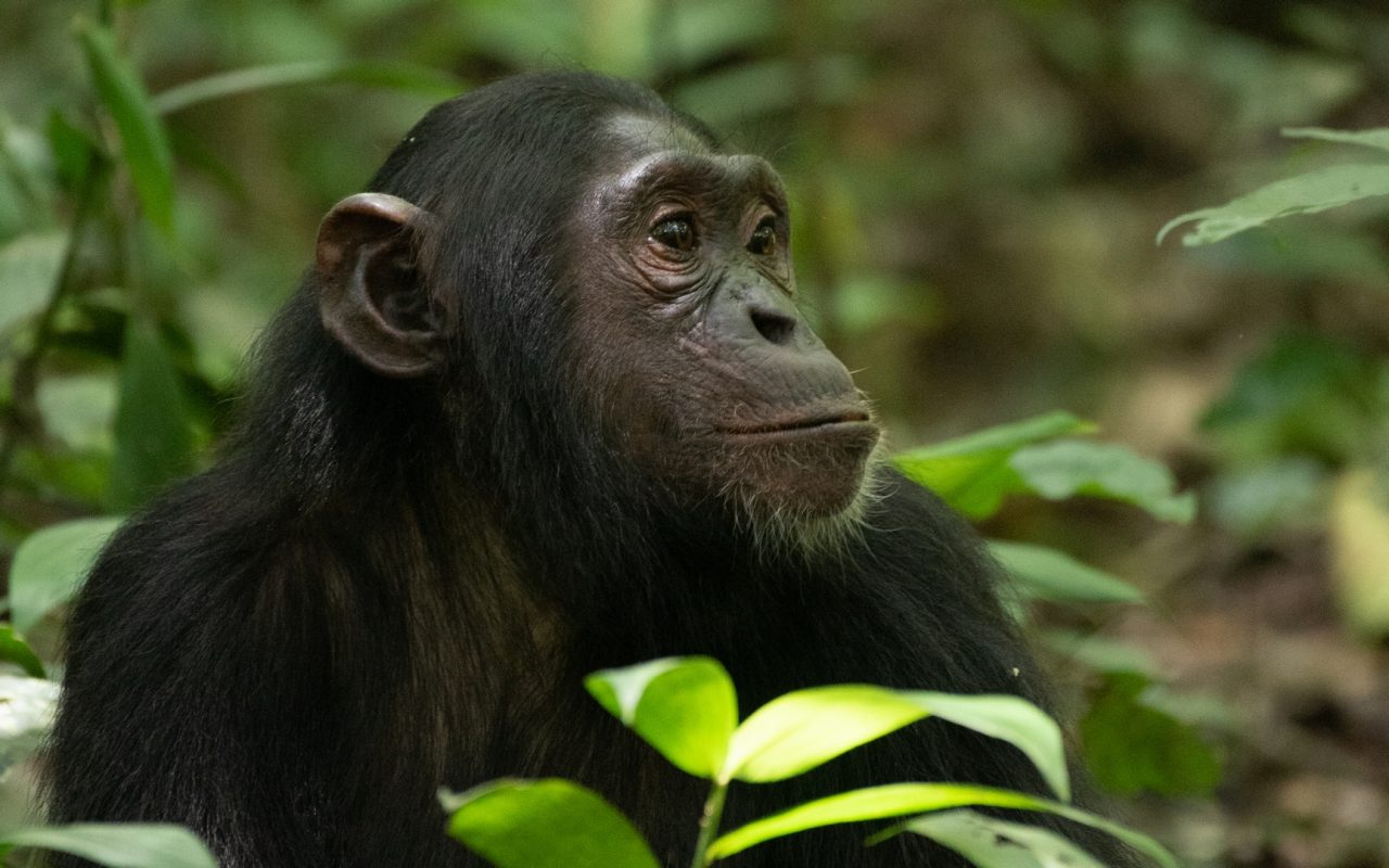 Nyungwe Forest National Park