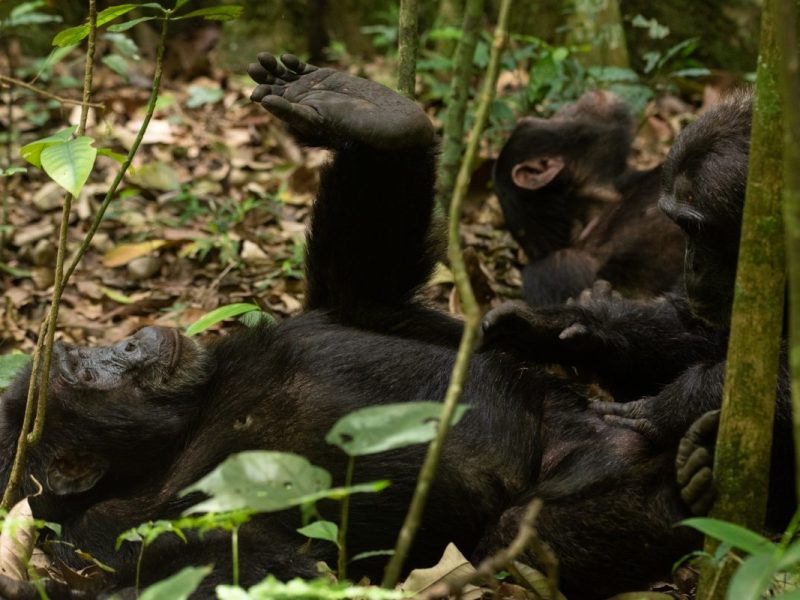 Chimpanzee Tracking Safaris in Uganda