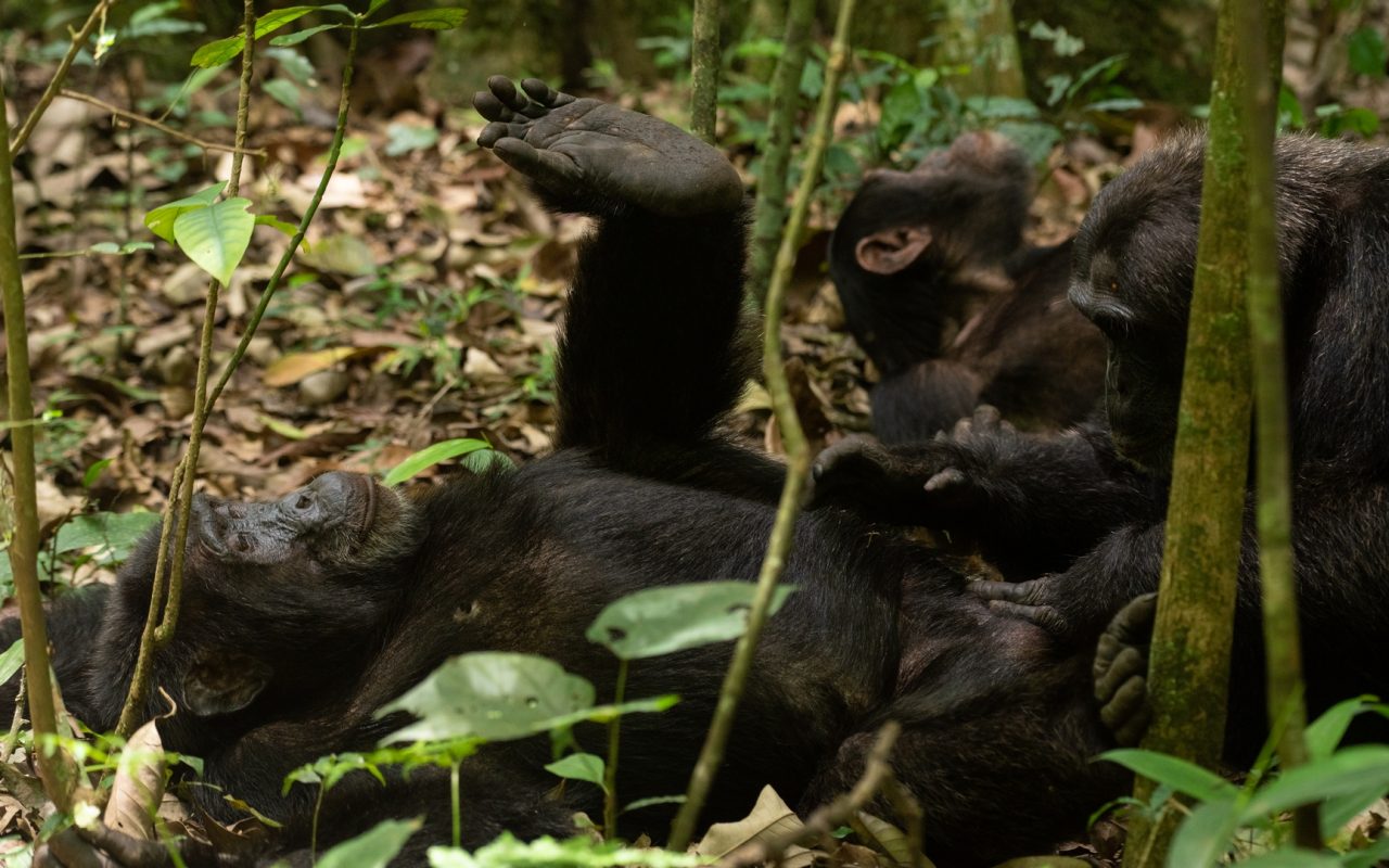 Chimpanzee Tracking Safaris in Uganda