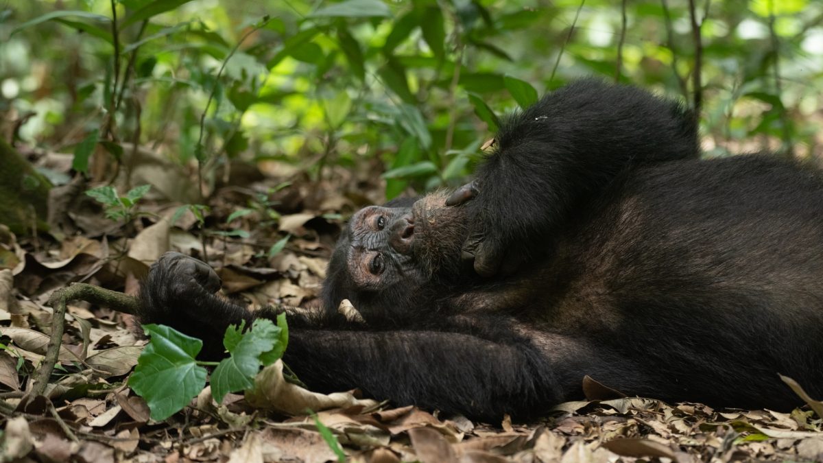 Chimpanzee tracking in Uganda