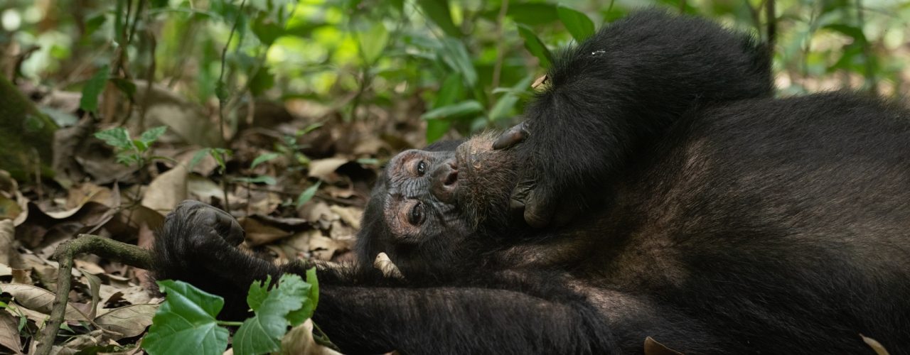Chimpanzee tracking in Uganda