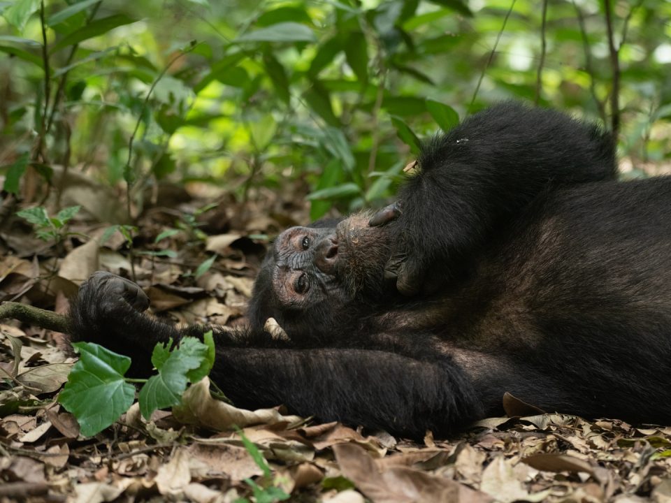 Chimpanzee tracking in Uganda