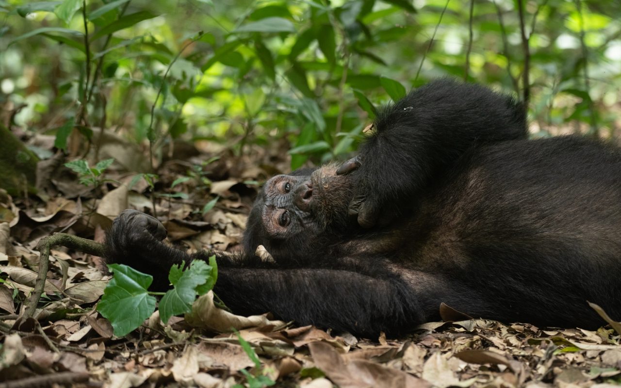 Chimpanzee tracking in Uganda