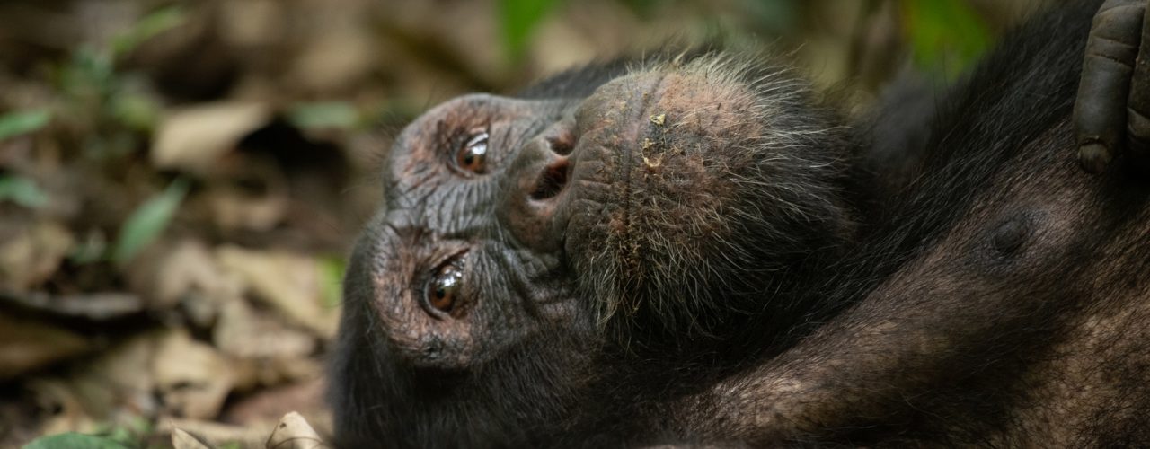 Chimpanzee Habituation Experience