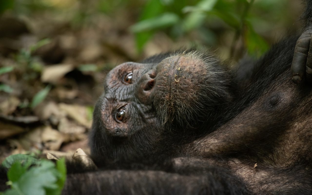 Bird Watching Kibale Forest 