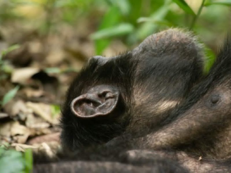 Short Rwanda Chimpanzee Safaris