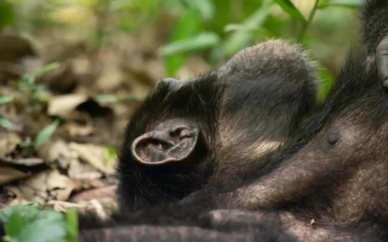 Short Rwanda Chimpanzee Safaris