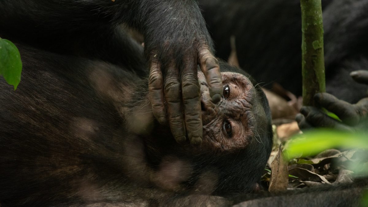 Uganda Primate Fly-In Safari 6-Day Experience